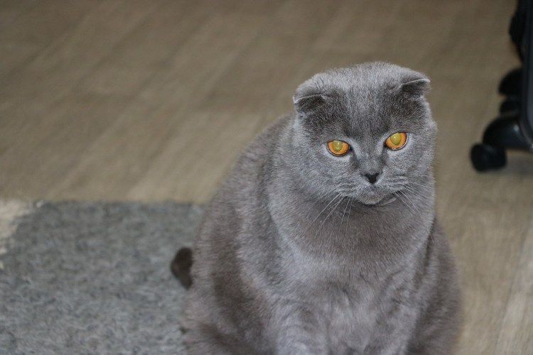 Шотландские котята дымчатые