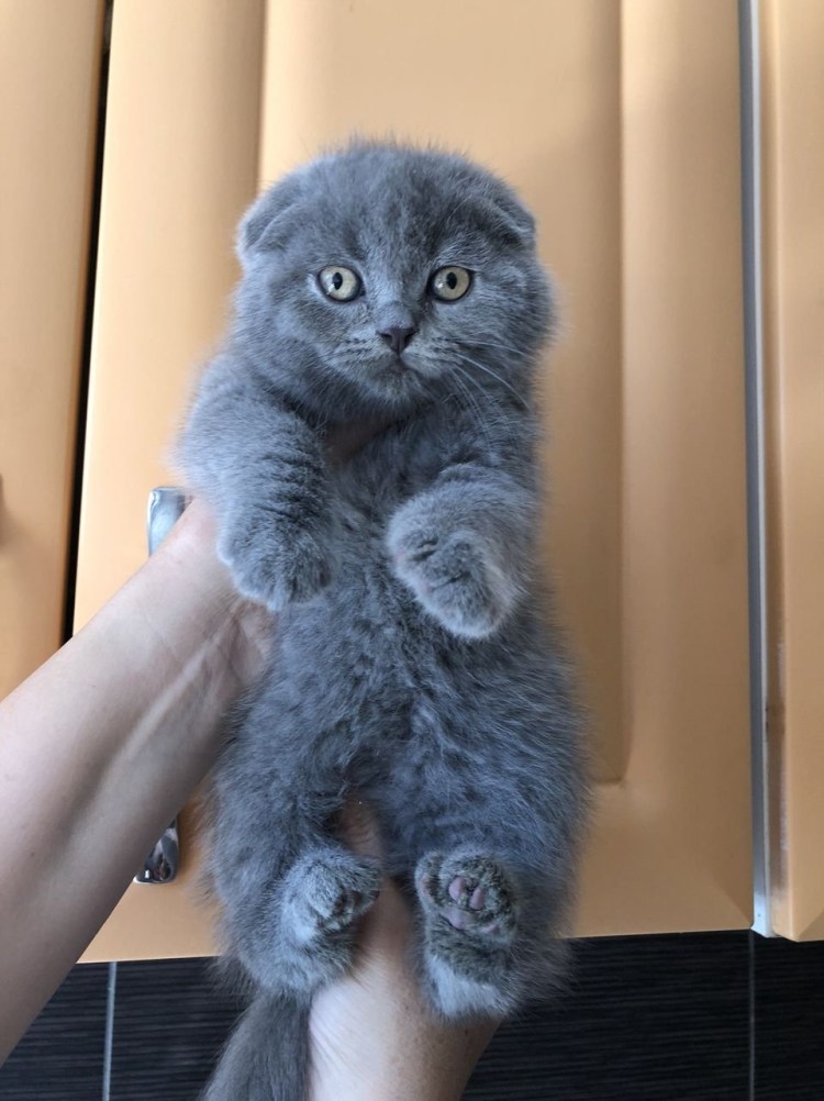 Шотландский дымчатый кот