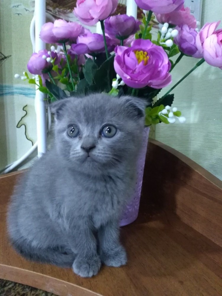 Британская короткошёрстная кошка голубая