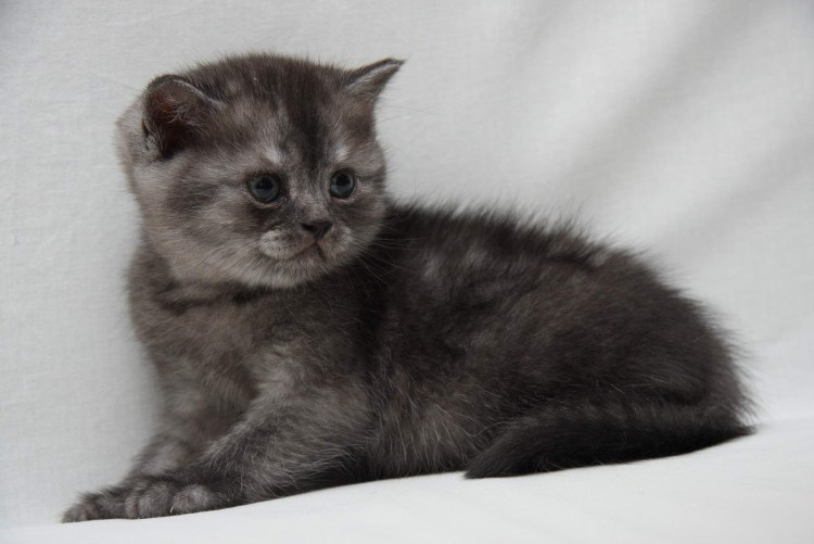 Шотландская кошка прямоухая серая