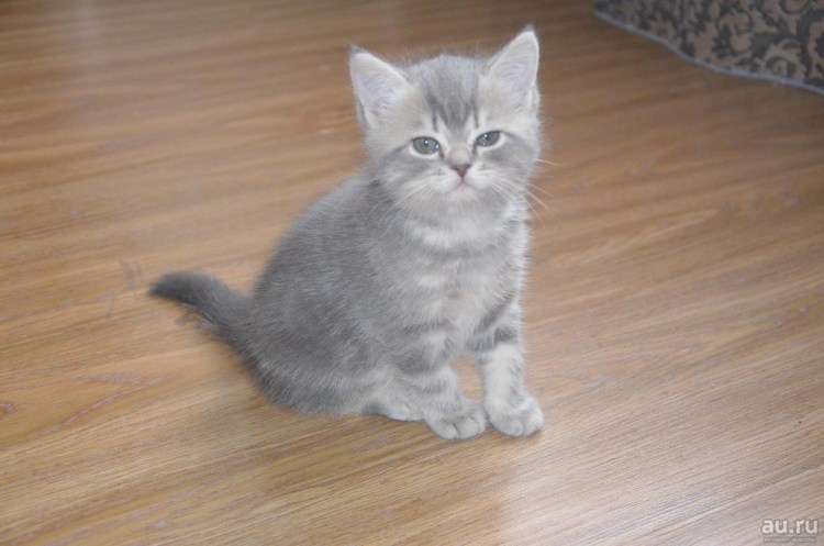 Скоттиш-фолд Шотландская вислоухая кошка серая