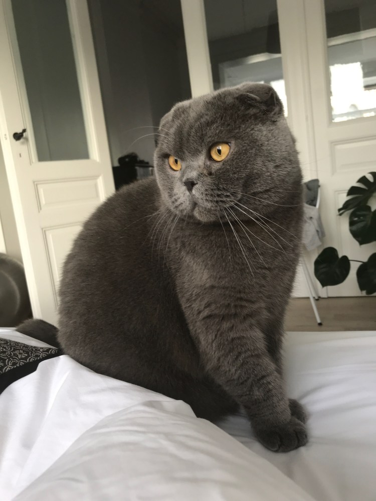 Голубая вислоухая кошка