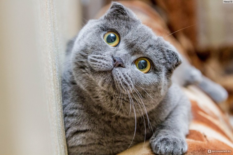 Шотландская голубая кошка прямоухая