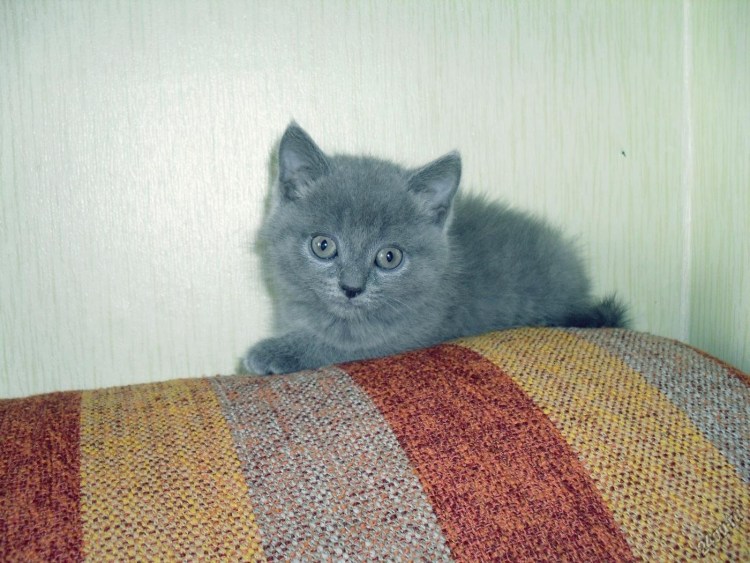 Шотландский кот прямоухий серый