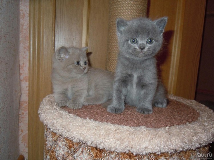 Скоттиш фолд страйт черный