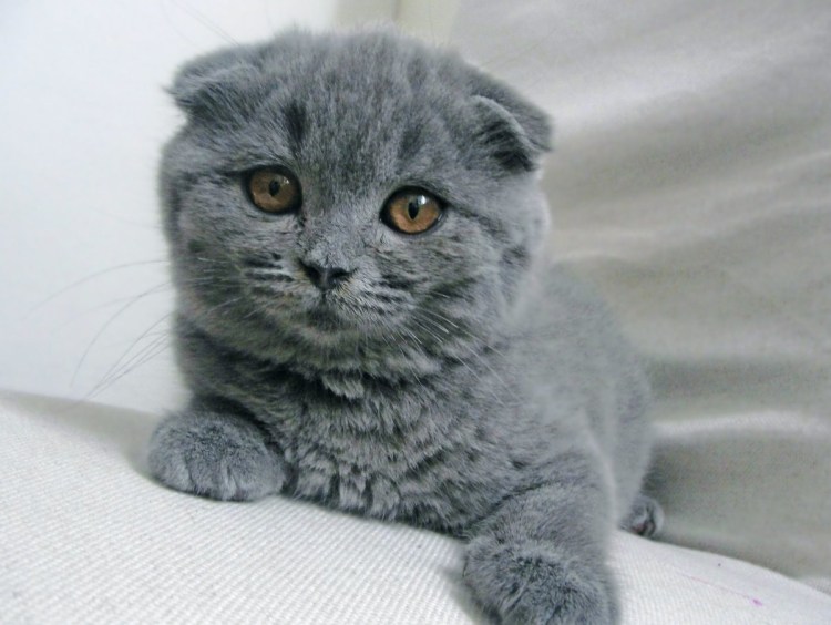 Скоттиш фолд вислоухий дымчатый
