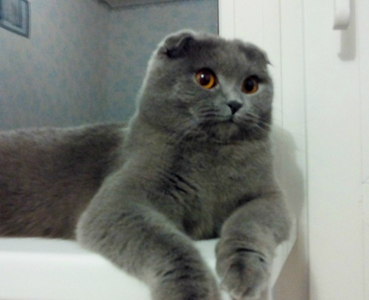 Британская вислоухая кошка серая