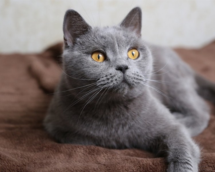 Голубой британец котенок