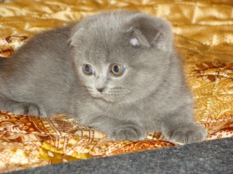 Шотландский вислоухий кот серый