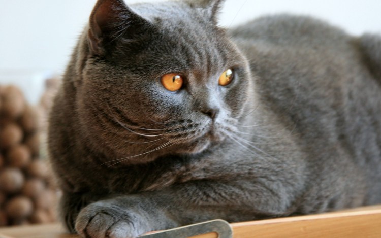 Британец котенок вислоухий дымчатый