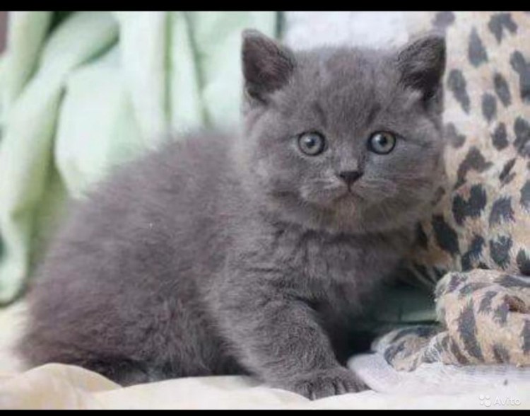 Шотландская вислоухая кошка