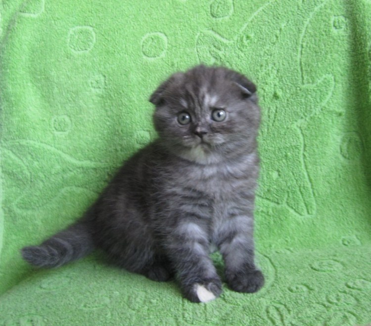 Голубой табби шотландской кошки