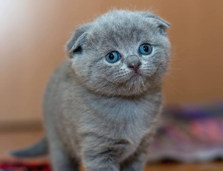 Шотландский кот прямоухий серый