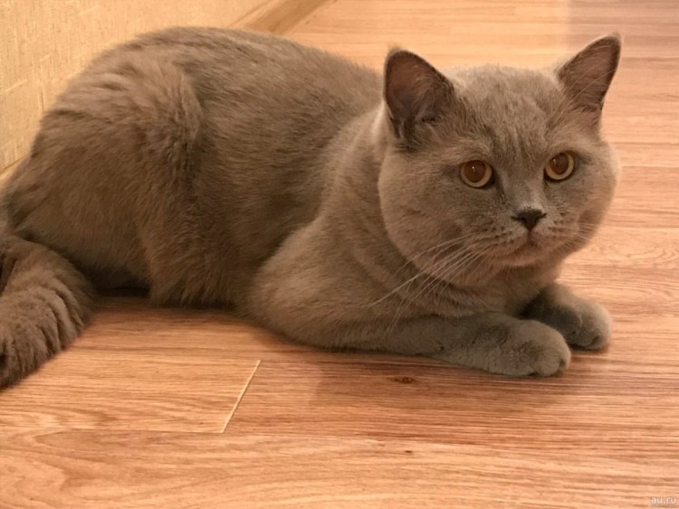 Шотландский скоттиш страйт серый