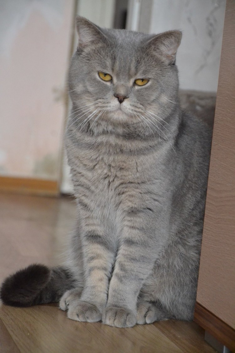 Дымчатый вислоухий котенок