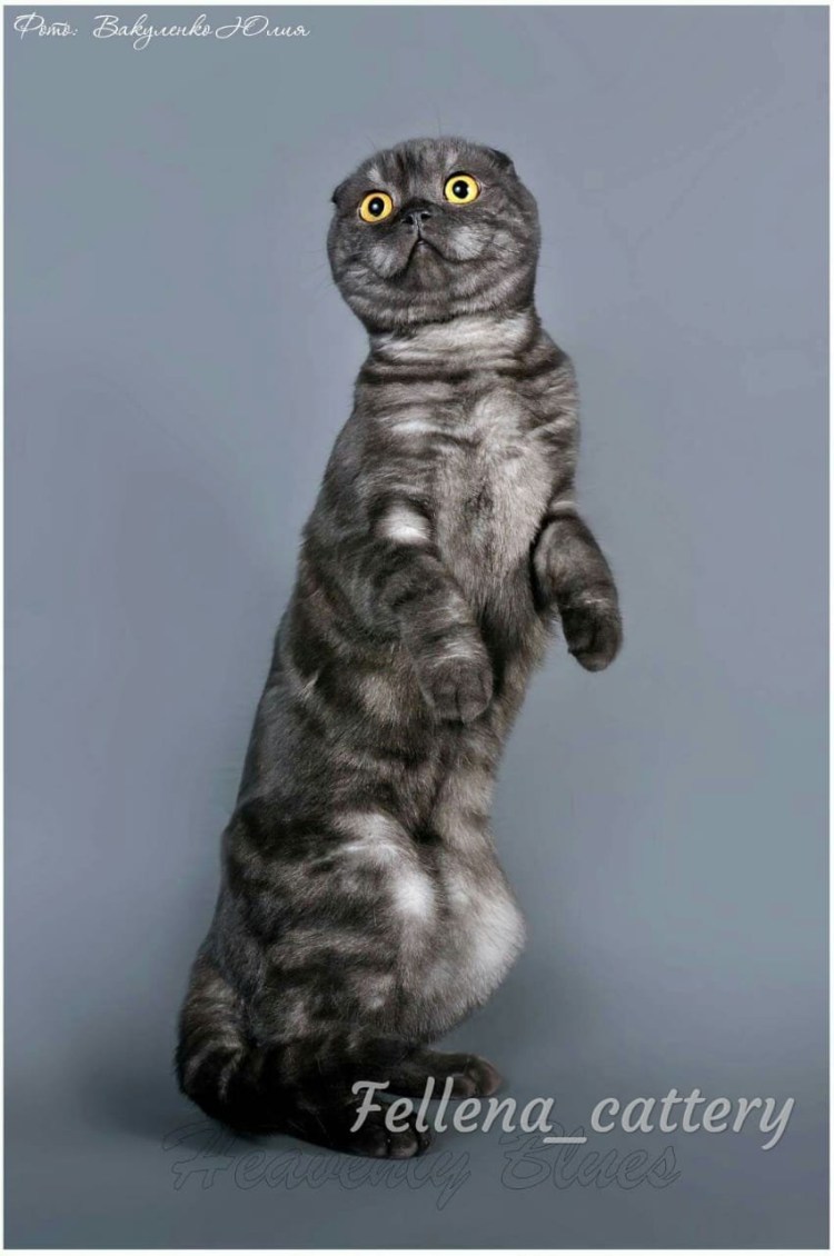 Скоттиш-фолд Шотландская