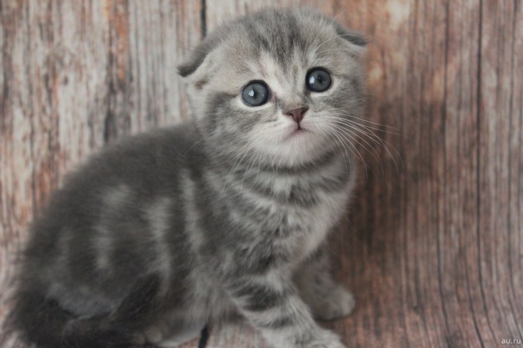 Дымчатый шотландский вислоухий котенок