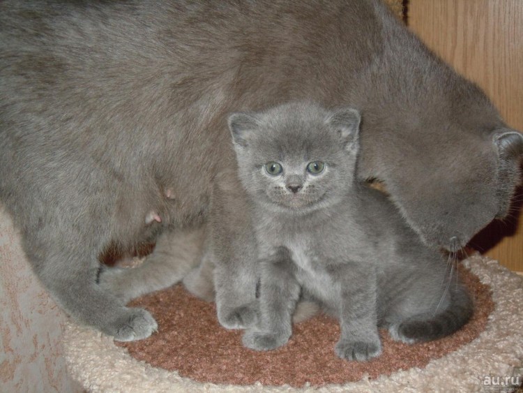 Шотландская скоттиш фолд дымчатый