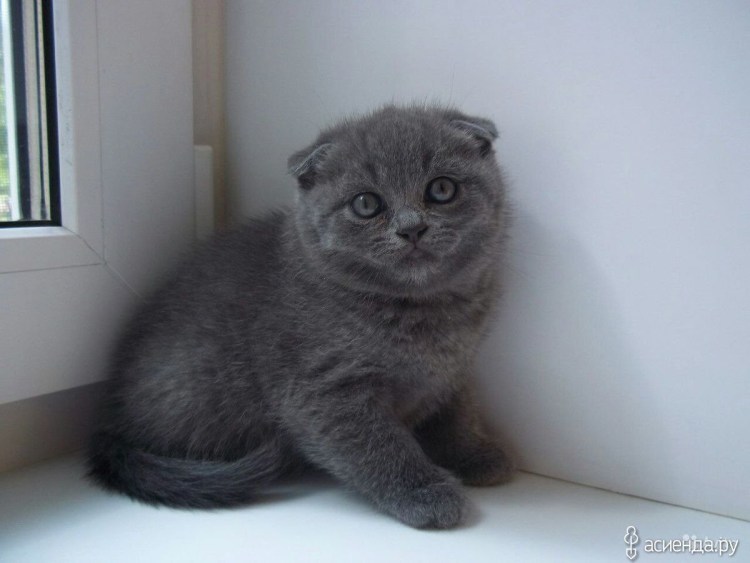 Блиоанец стотишь стит черный