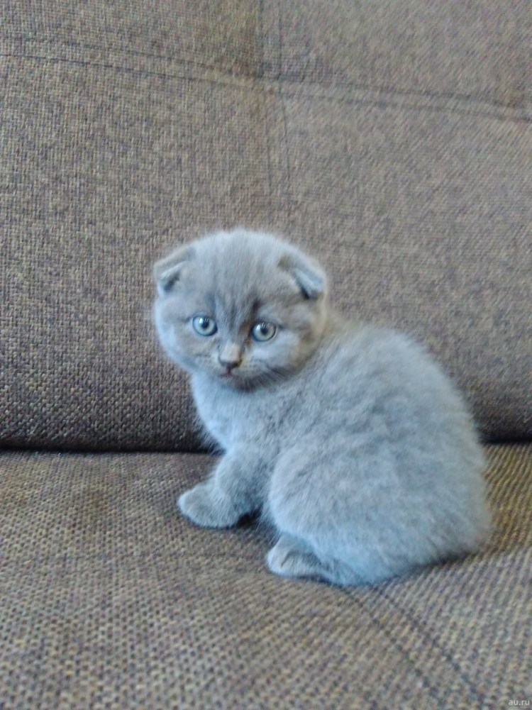 Шотландский вислоухий котенок серый