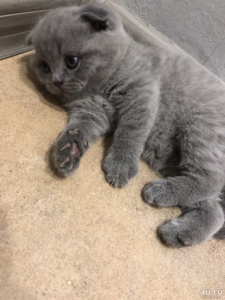 Скоттиш фолд голубой мрамор