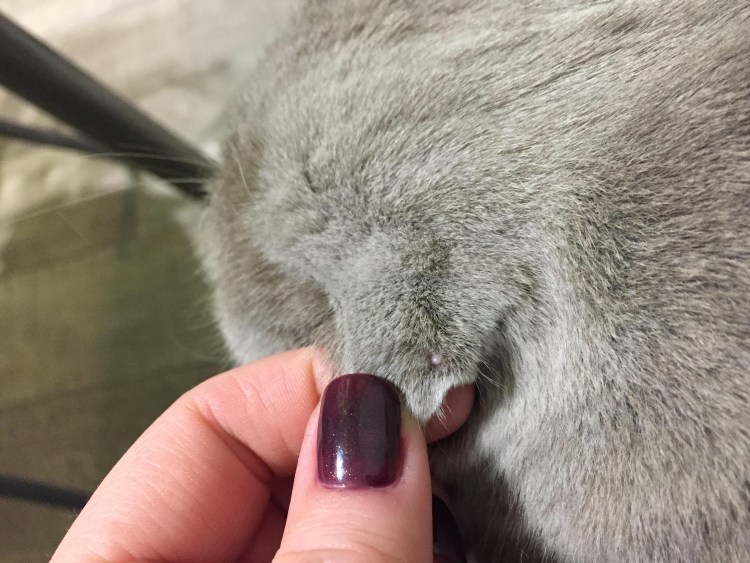 Восеашмлась подушечка на лапе у кота