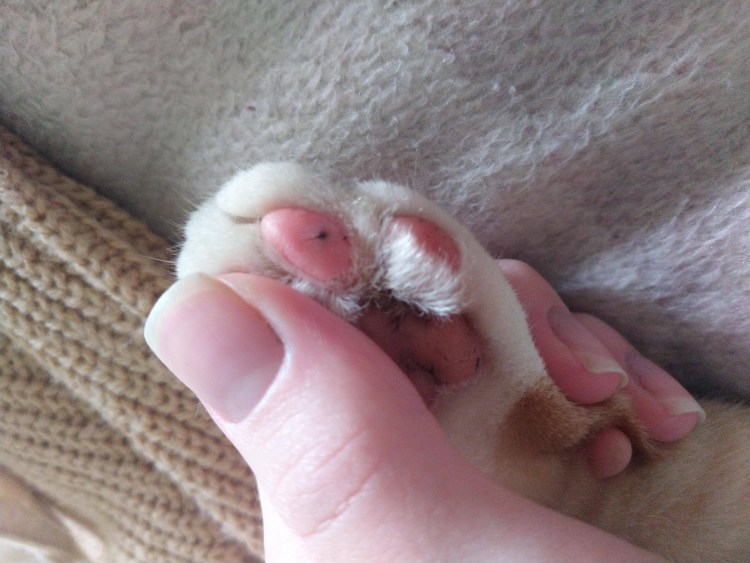 Соски беременной кошки