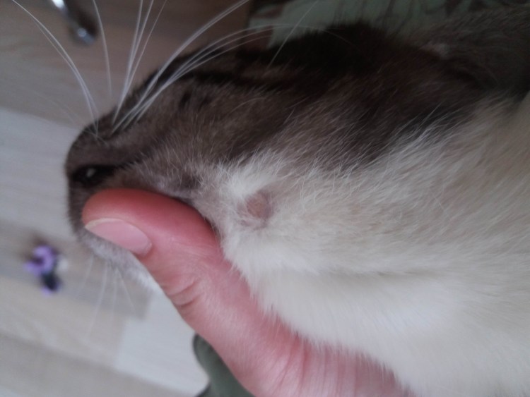 Чесоточный клещ (отодектоз)