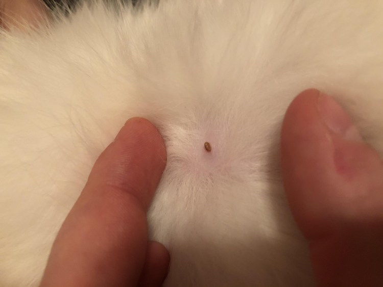 Кальцивироз кальцивироз