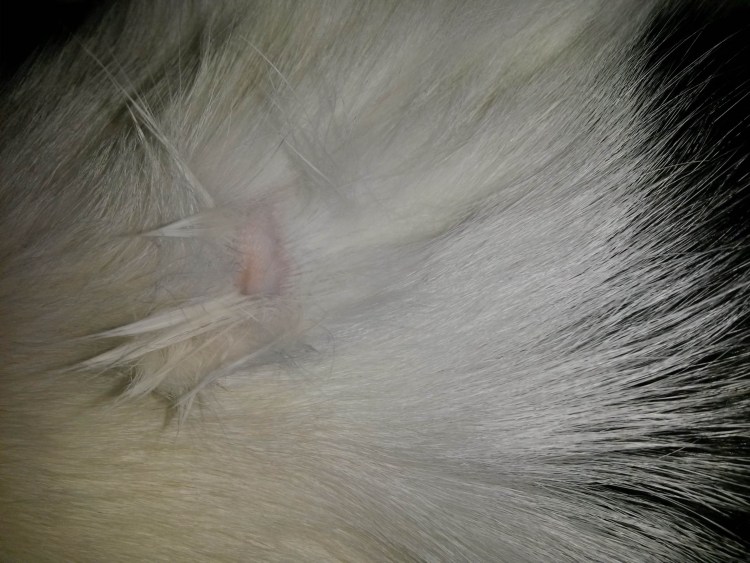 Укусы блох на теле собаки