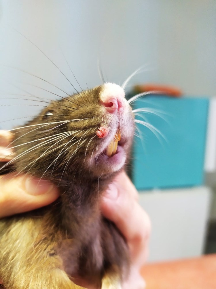 Наросты на подушечках лап у собак