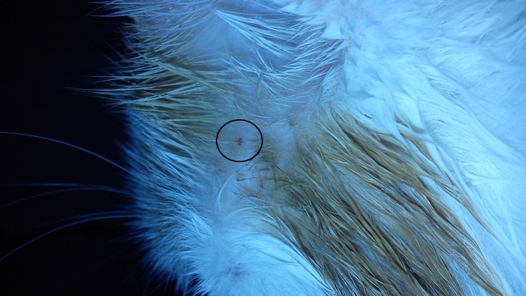 У собаки белый шарик на губе