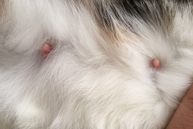 У котёнка на ушках залысины