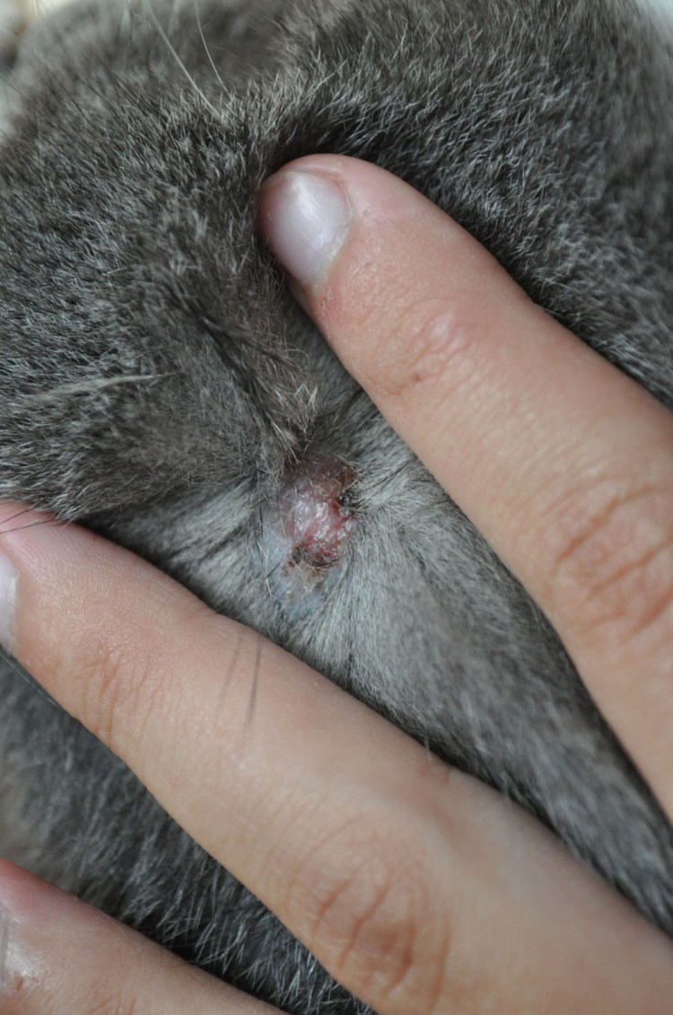 Герпесвирусная инфекция у кошек