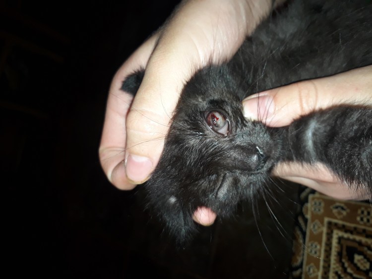 Папилломы в носу у котенка