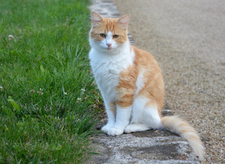 Кимрик кошка