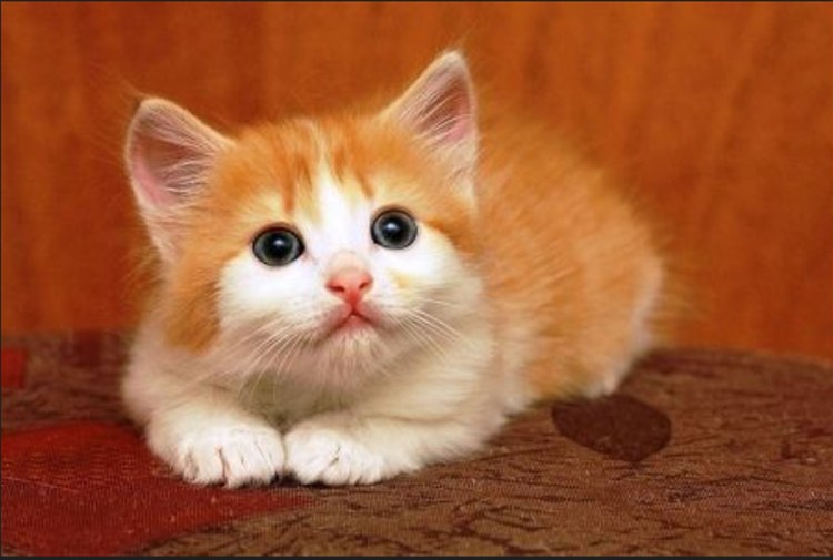 Рыже белый котенок