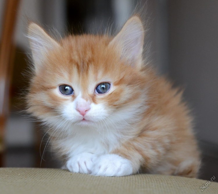 Ангорская Сибирская кошка рыжая