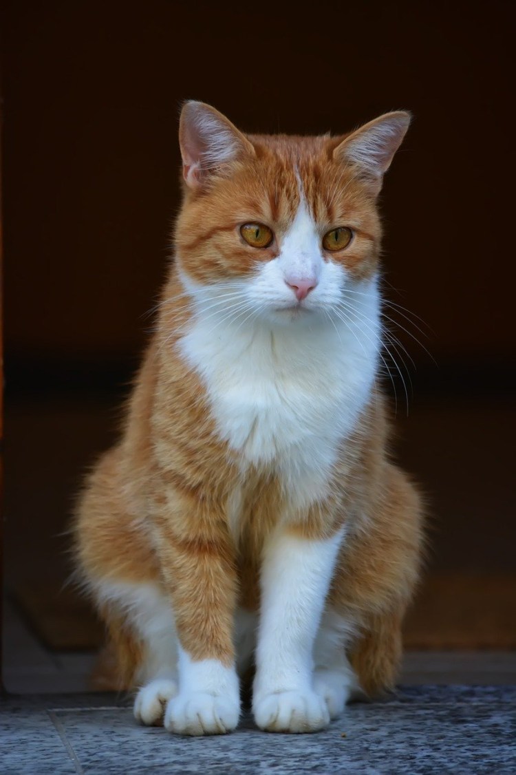 Рыже белые коты