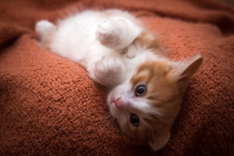 Милые котенок бело рыжий