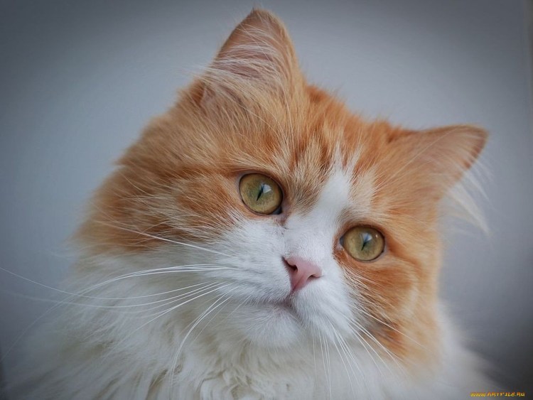 Бело-рыжий пушистый кот