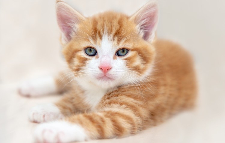 Рыже белый котенок