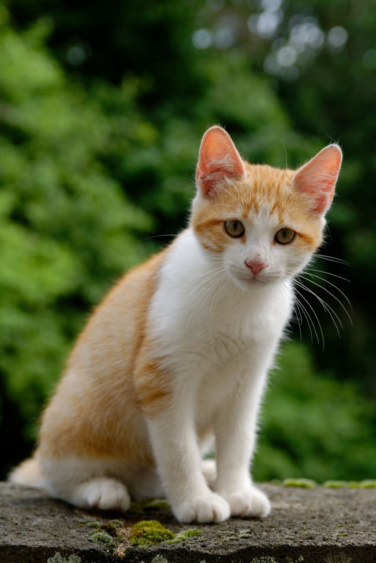 Кошка рыжая с белым