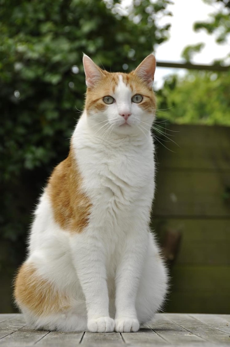 Кошка рыжая с белым