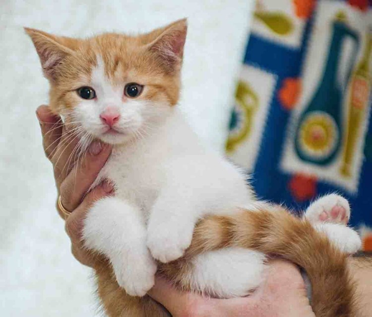 Рыжий котенок с белыми лапками