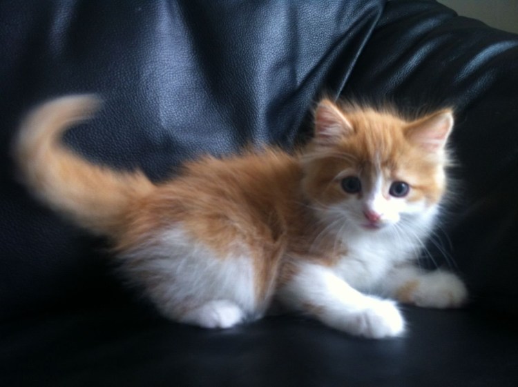 Ангорский кот с рыжими пятнами