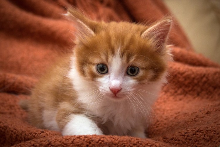 Рыже белый котенок