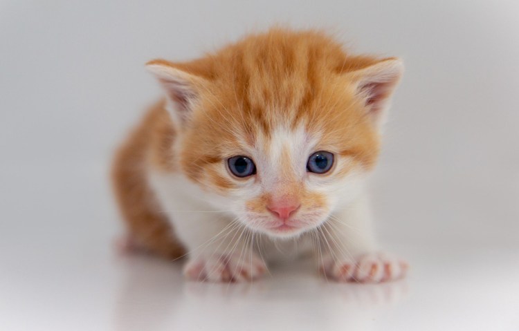 Рыже белый котенок