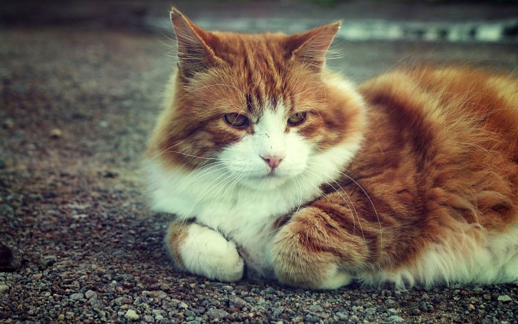 Рыже белые коты толстые