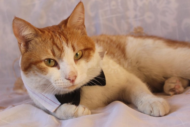 Рыже белый кот